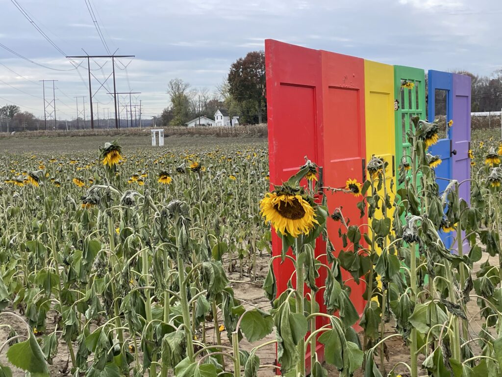 Six doors each painted a color of the rainbow standing next to each other diagonally in a field of sunflowers.